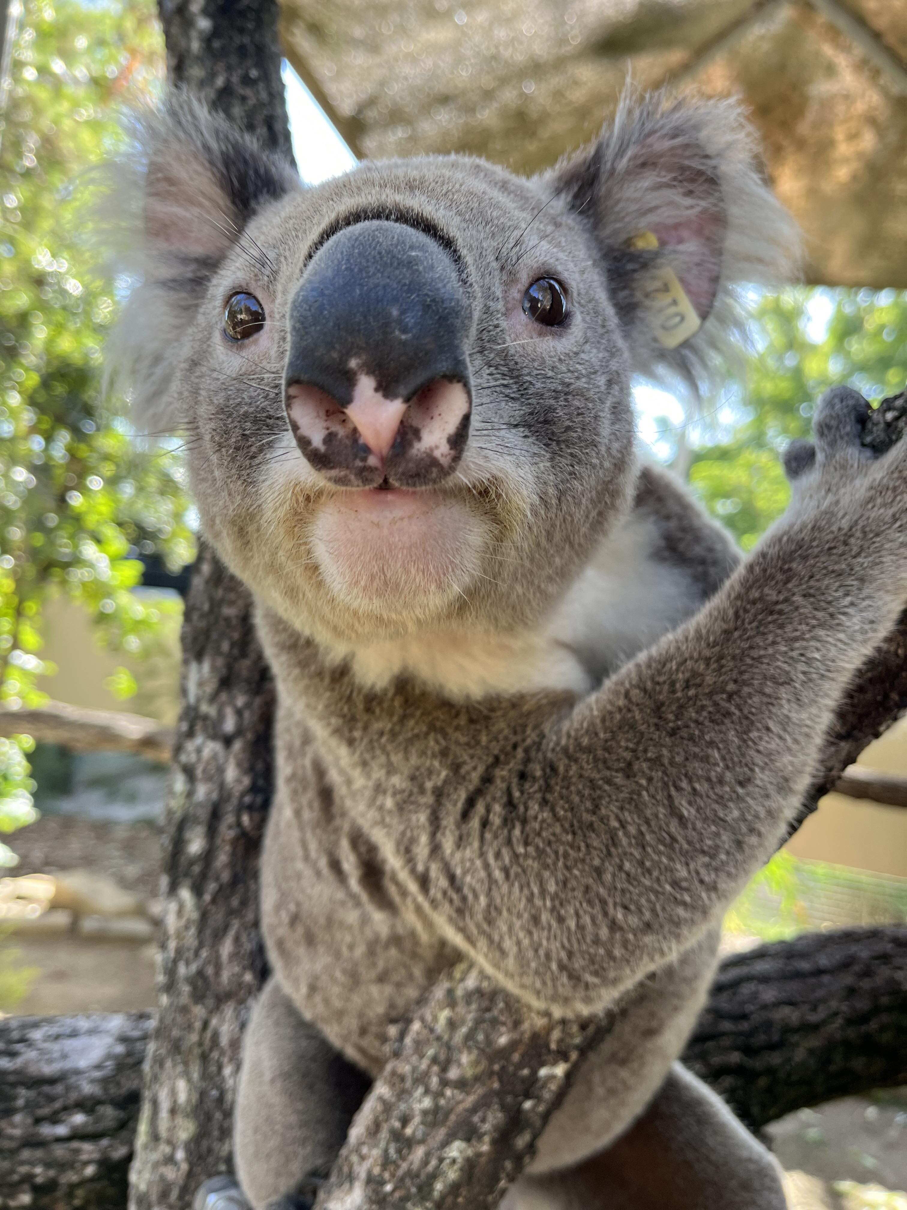 A koala pokes its nose towards a camera for a photo.
