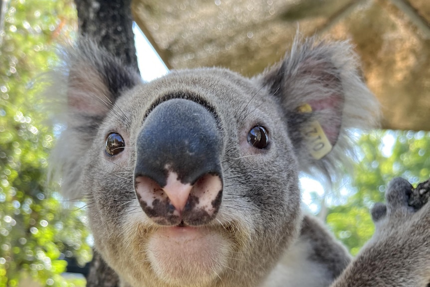 A koala pokes its nose towards a camera for a photo.
