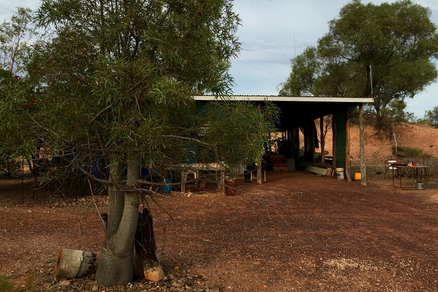 A shed behind trees.