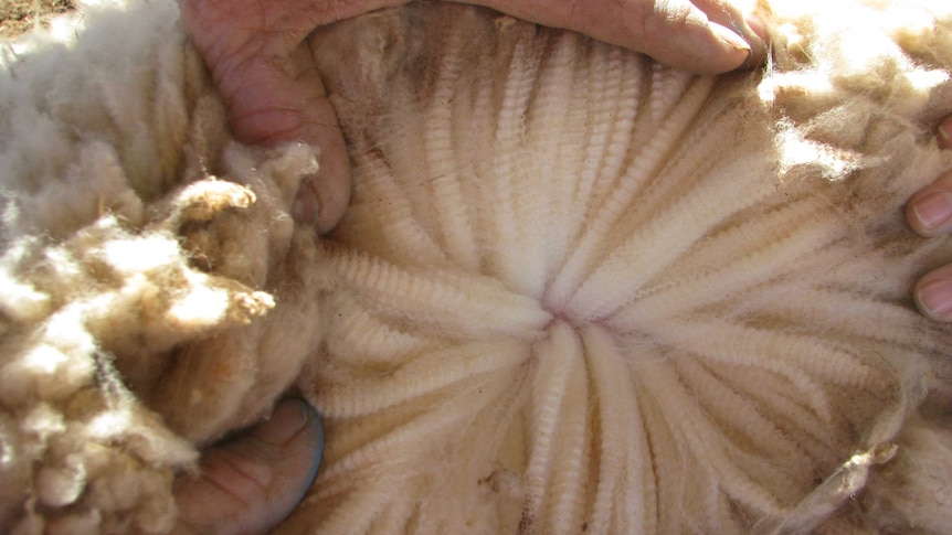 Farmer inspects fleece