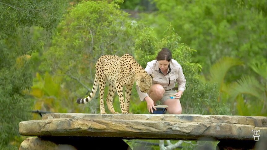 A zookeeper placing a bowl down for a cheetah on top of a large flat elevted rock.