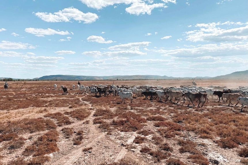 A crowd of cattle on spinifex with ranges in the background and blue sky