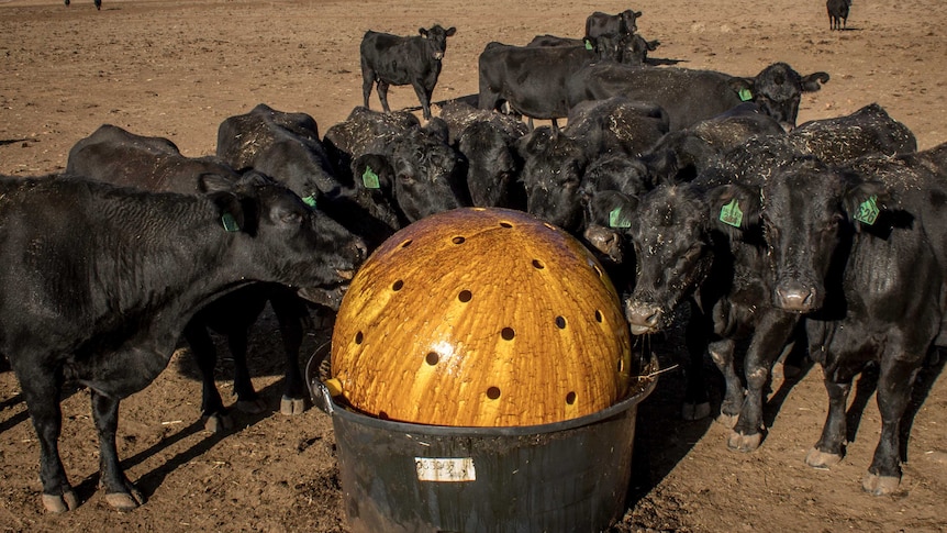 Dry paddocks and black cattle standing around a yellow roller feeder off which they lick a liquid drought supplement