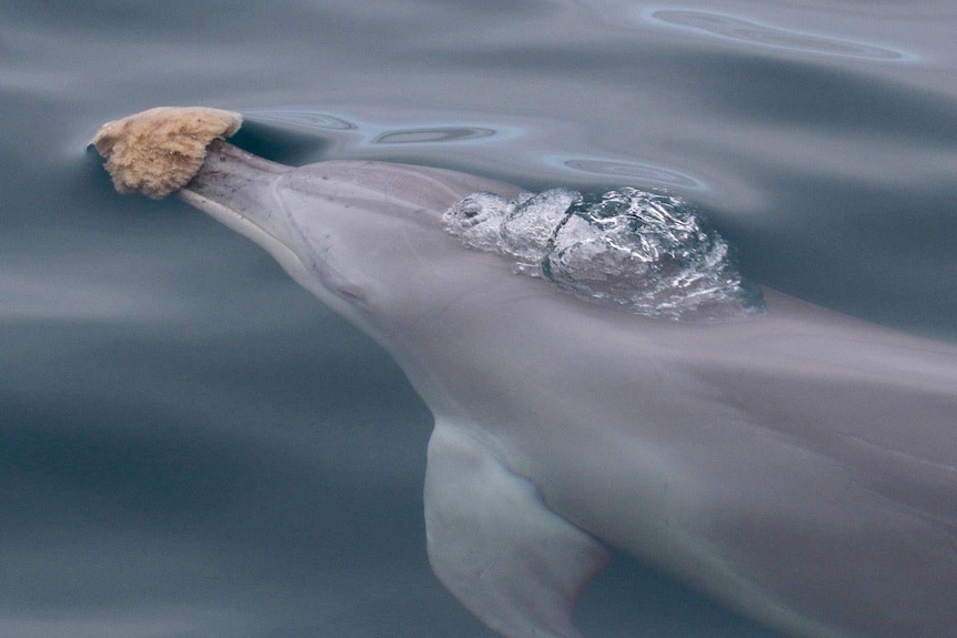 A dolphin with a sea sponge on its nose.