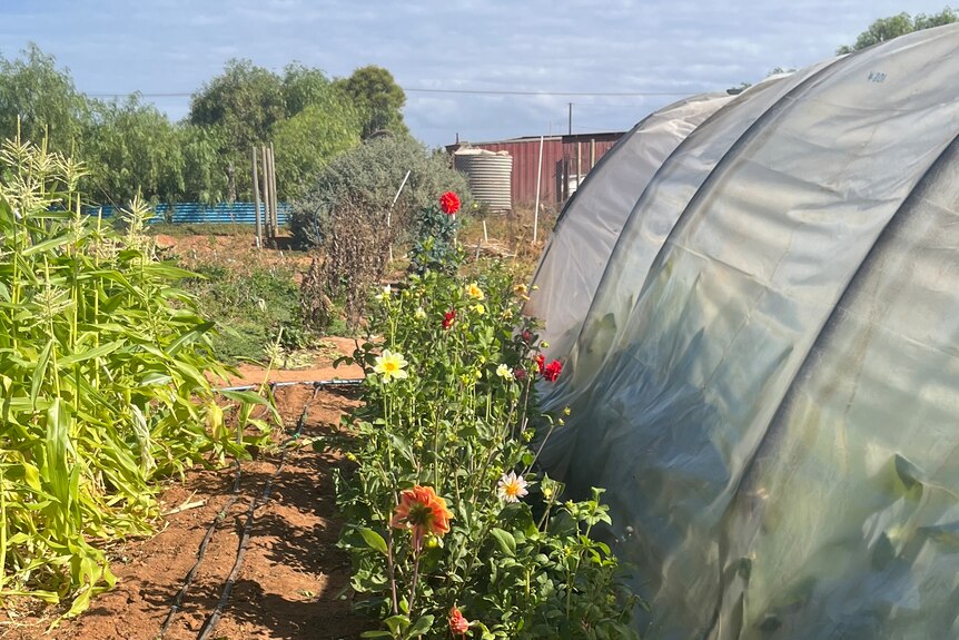 Greenhouse and flowers at Whyalla's Eyre Produce
