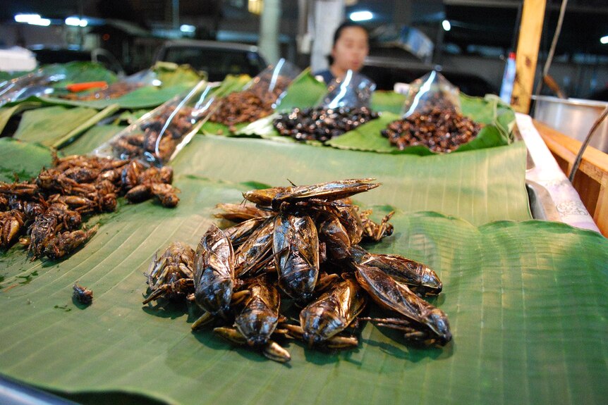 Water Beetles in Chang Mai