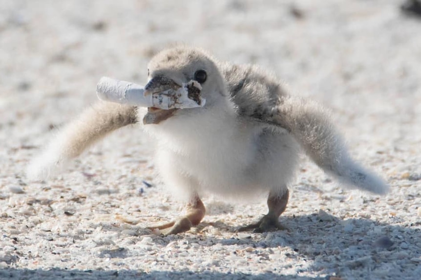 A small fluffy skimmer chick carries a cigarette butt between its beak