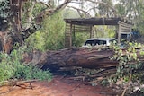 A tree lies on the ground across a driveway close to a parked car.