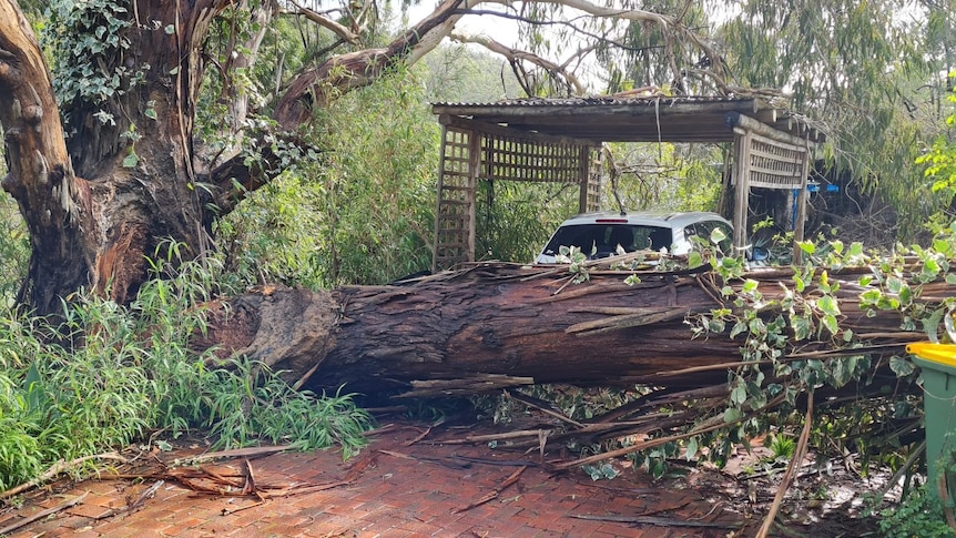 A tree lies on the ground across a driveway close to a parked car.