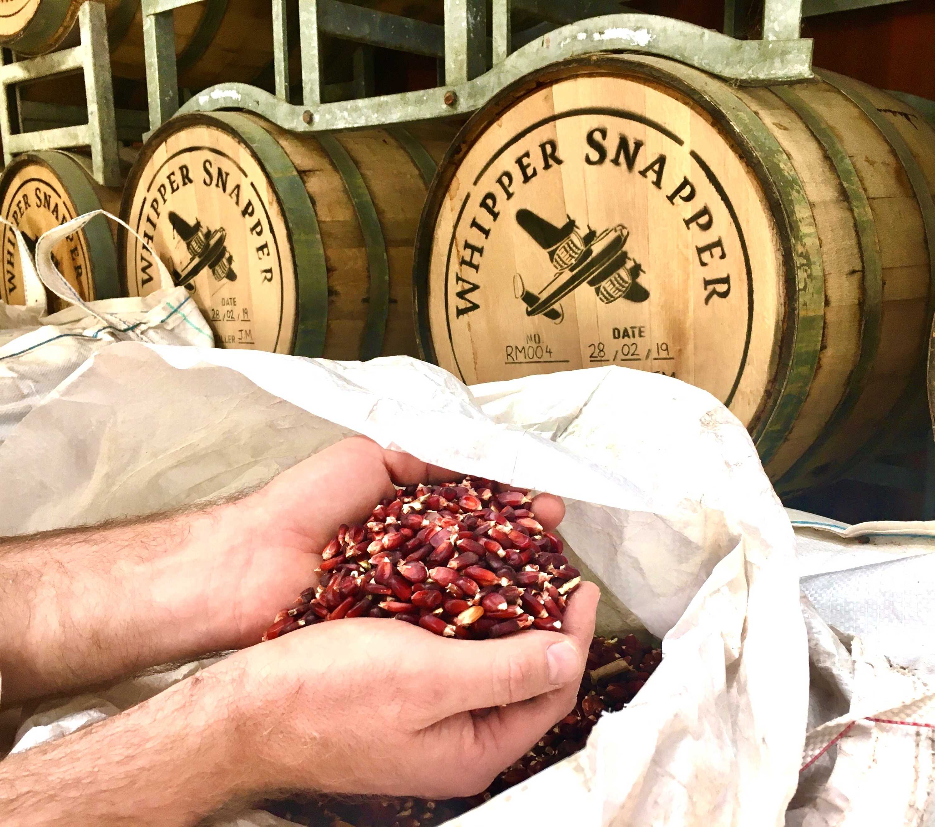 A hand scooping red corn out of a bag in front of wooden barrels