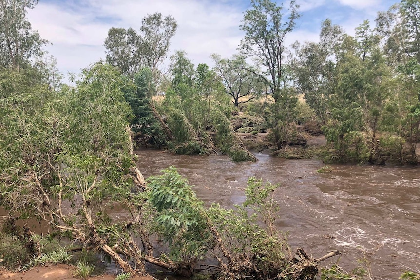 A creek in flood, with flattened trees and swift-flowing water