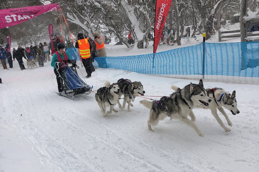Four husky dogs pulling sled and driver in the snow at a race setting with race start flag and crowds in the background. 