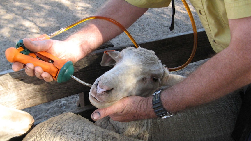 Close up of a farmer drenching a sheep