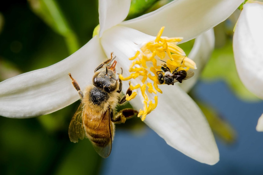 A larger honey bee rests on a white flower beside a small stingless bee.