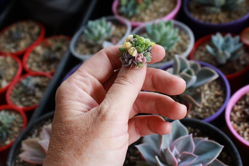A fake nail made out of succulents