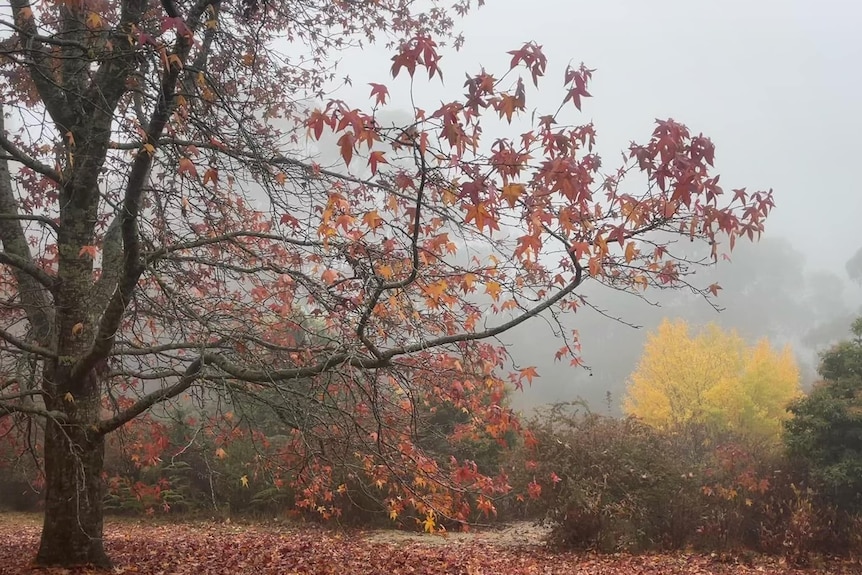 Trees display their autumn reds and yellows as fog blankets the background of the Dandenong Ranges Botanic Garden.