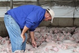 A man wears a blue jumper and jeans leans over in a pig shed to pat his small pink pigs.