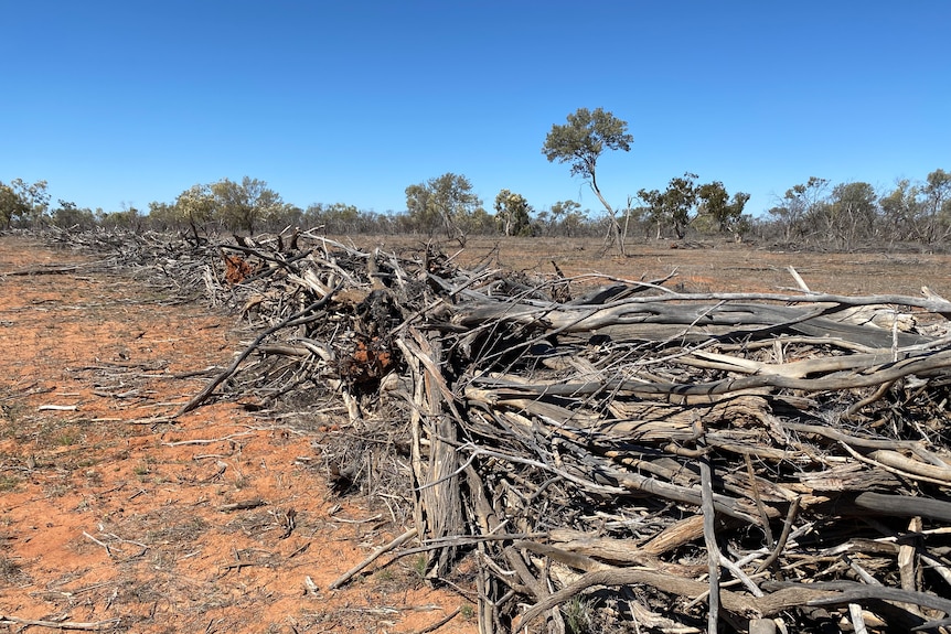 A long pile of sticks and timber built up to slow the spread of water after rain