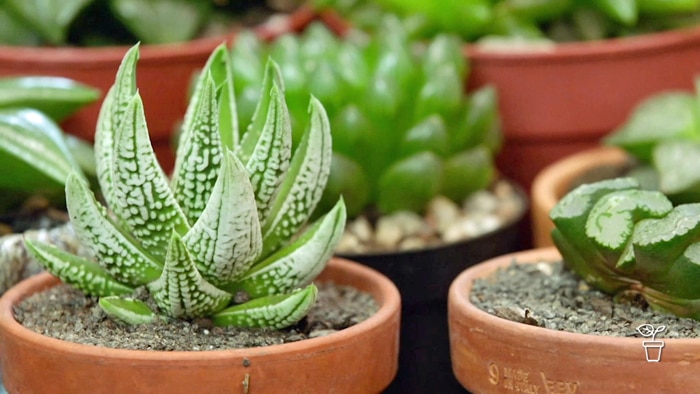 Succulent plants in terracotta pots