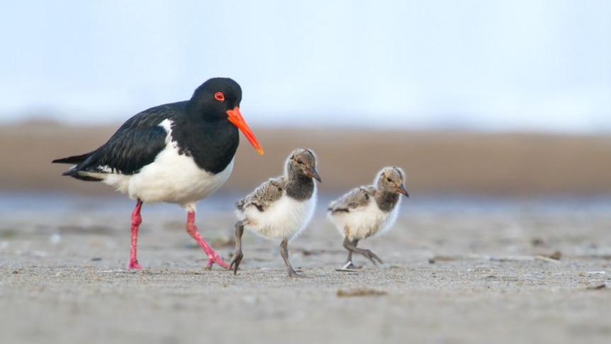 A bird with black and white feathers, orange beak and red legs walks alongside two fluffy chicks.