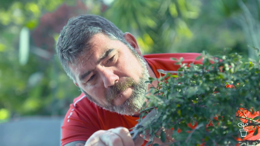 Man pruning bonsai plant