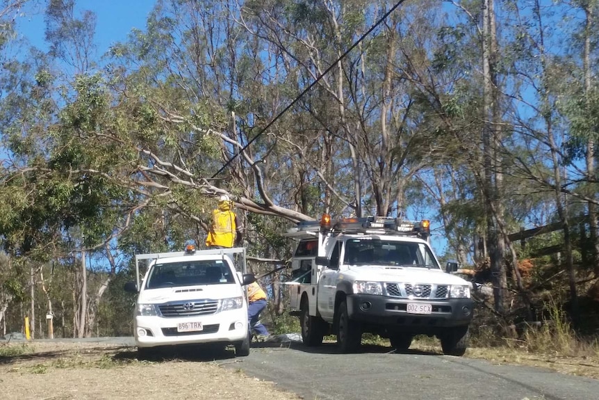 Energex removes a large fallen tree from powerlines at Kobble Creek