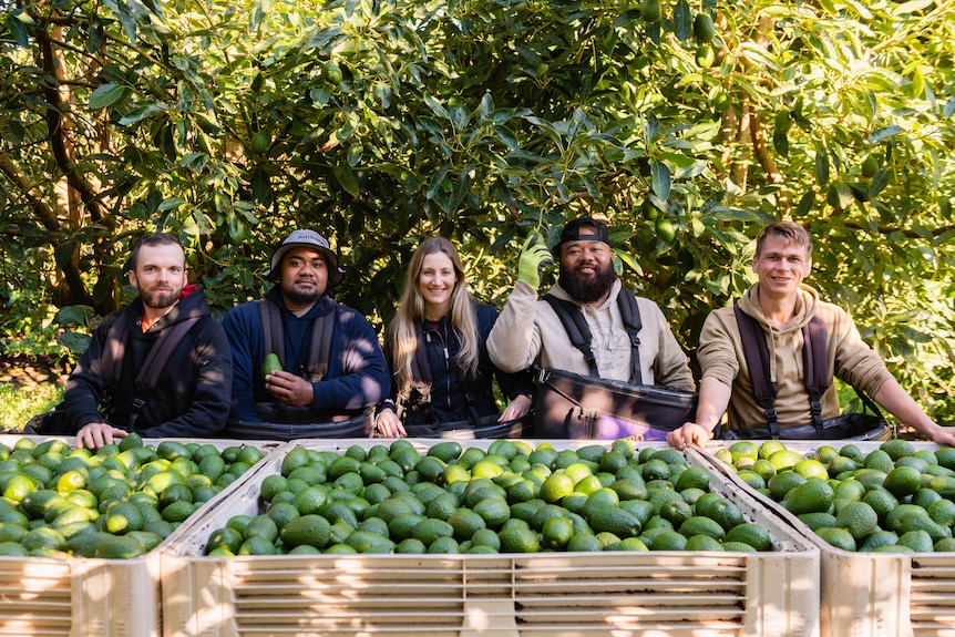 Five harvest workers stand behind a bin full of avocados.