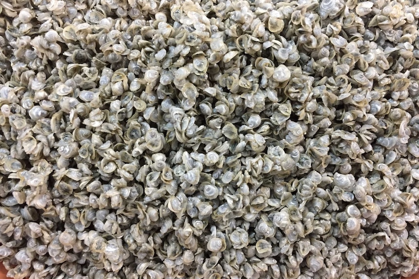 Thousands of juvenile oysters