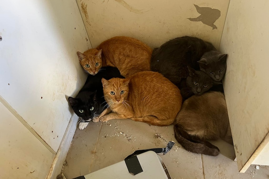 Six cats huddle in the corner of a dirty room.