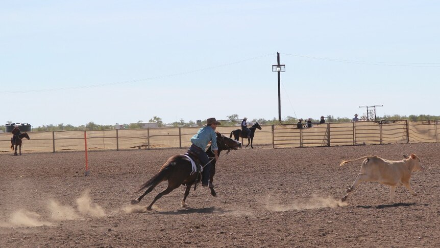 campdrafting at the Brunette Downs Races