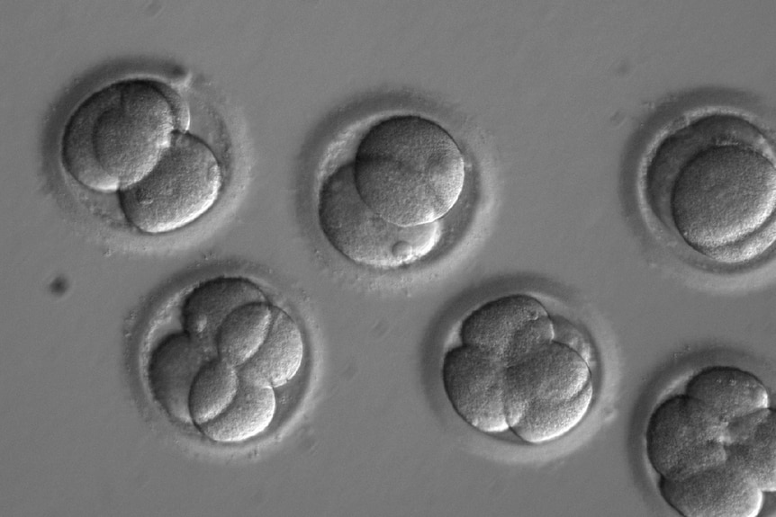 Embryos appear through a microscope.