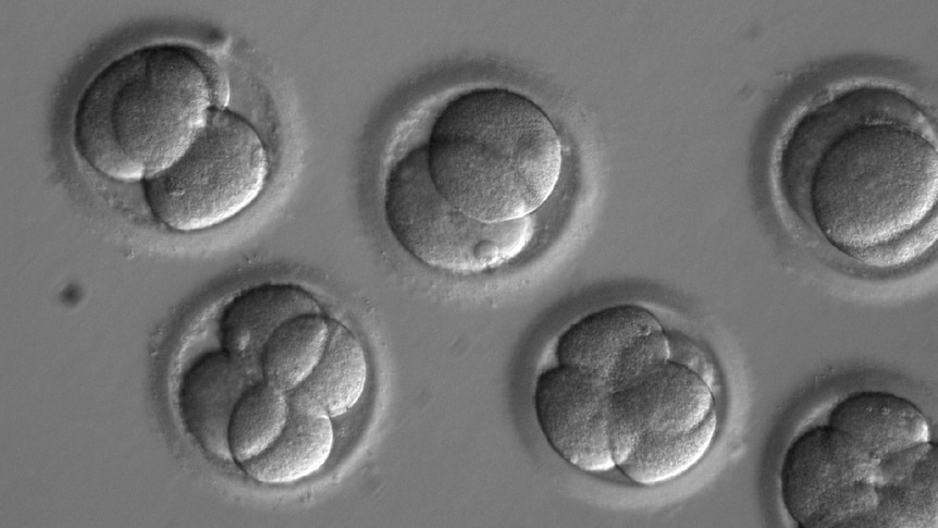 Embryos appear through a microscope.