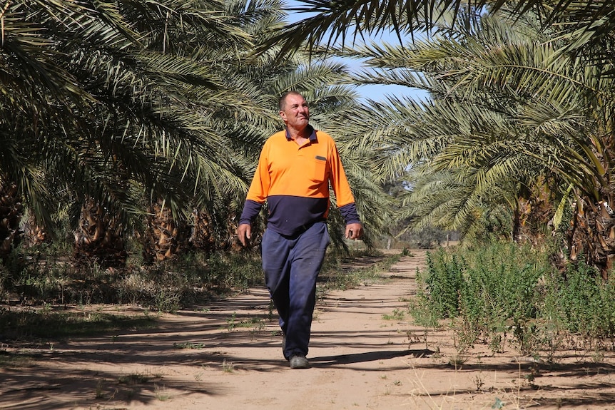 A man walks through a date plantation in the Riverland.
