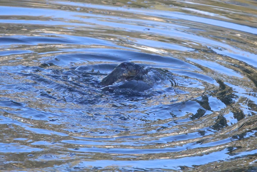 The platypus is underneath the rakali.