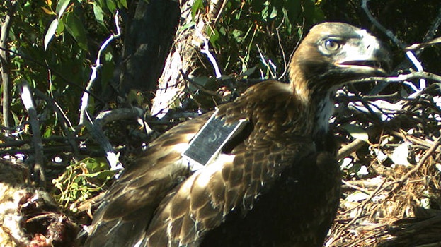 Wedge tailed eagle in a nest with GPS device on its back.