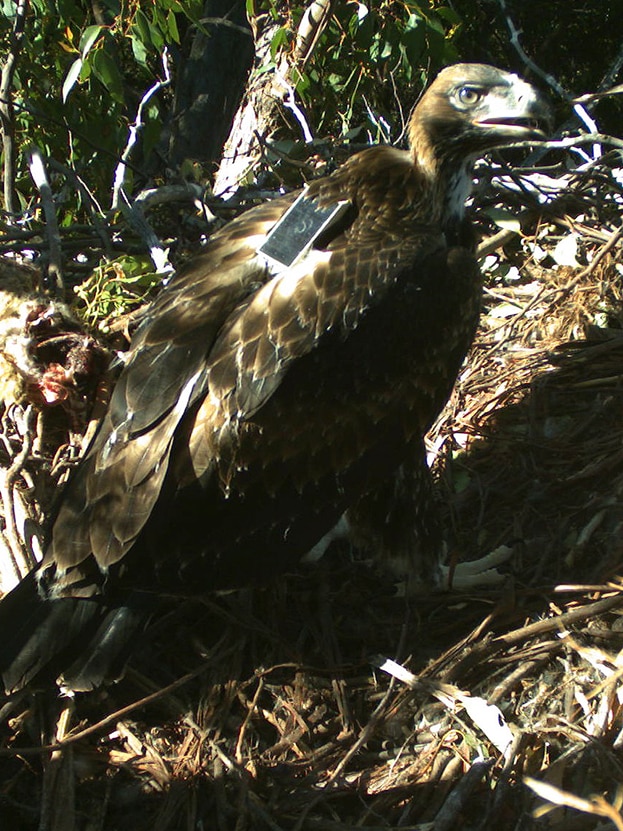 Wedge tailed eagle in a nest with GPS device on its back.