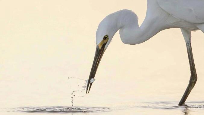 Egret feeding, by David Stowe