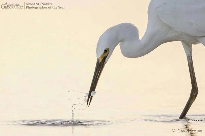 Egret feeding, by David Stowe