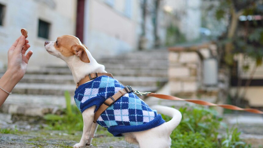 Little dog on a leash wearing a blue vest is handed a treat