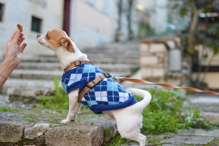 Little dog on a leash wearing a blue vest is handed a treat