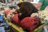 Sooty the koala sleeping in a washing basket full of towels recovers from the bushfires.