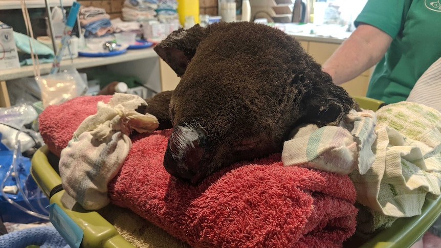 Sooty the koala sleeping in a washing basket full of towels recovers from the bushfires.