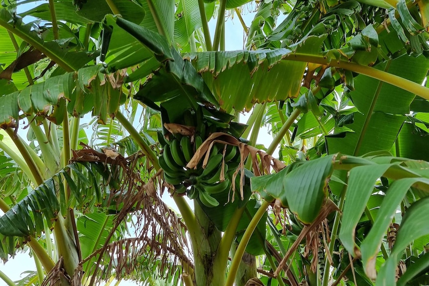 A bunch of green unripe bananas hanging from the top of a banana tree