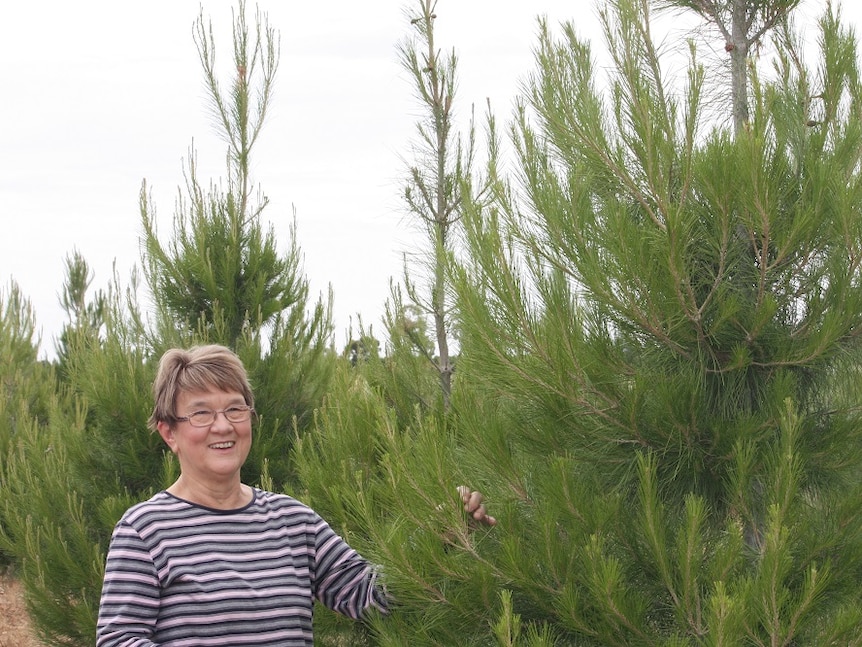 Marg Simpfendorfer with a selection of her real Christmas trees.