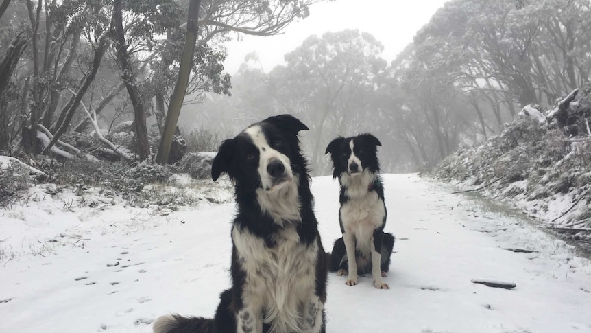 Two black and white border collies sit on the ground, which is covered in snow.