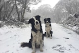 Two black and white border collies sit on the ground, which is covered in snow.