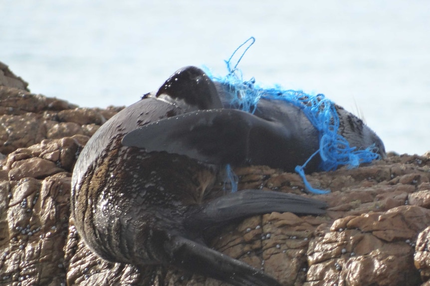 Entangled seal Shelley Point