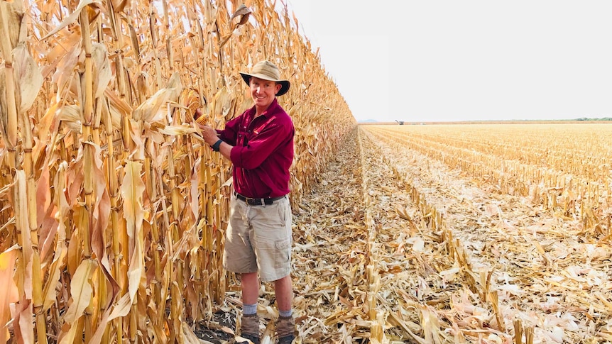 A man wearing a red shirt and shorts, smiling, standing in front of dried-out corn stalks.