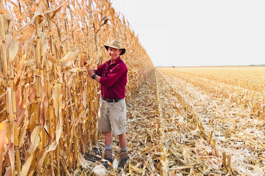 A man wearing a red shirt and shorts, smiling, standing in front of dried-out corn stalks.