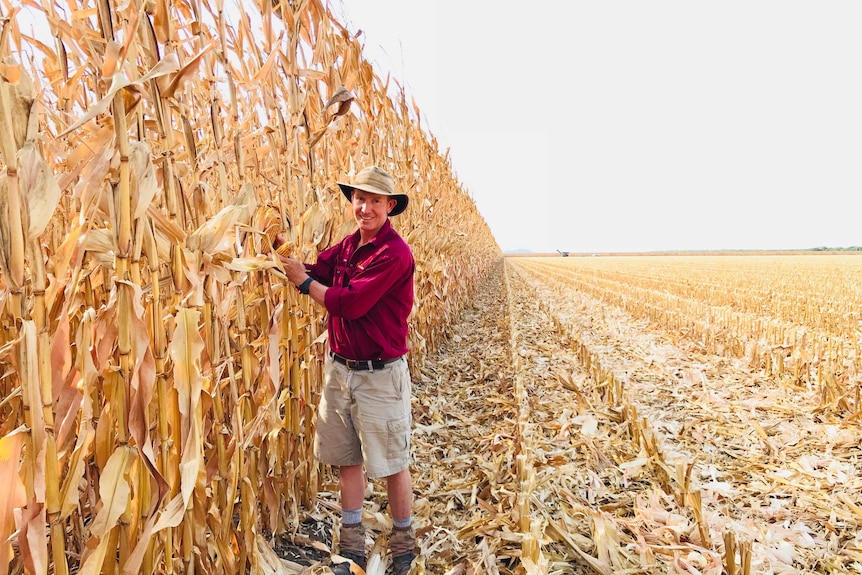 A farmer stands net to rows of corn stalks in a field.